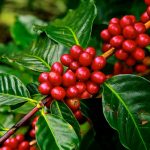Ethiopian Coffee Exports Hit Record High, Boosting Economy
