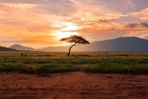 Kenya concedes ‘millions of hectares’ to UAE firm in latest carbon offset deal