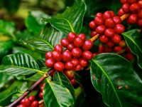 Ethiopian Coffee Exports Hit Record High, Boosting Economy