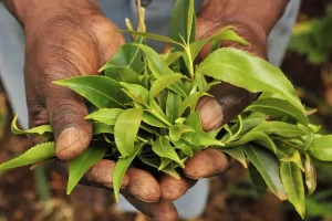 Navigate New Rules or Hit the Road: Trade Minister Tells Khat Exporters